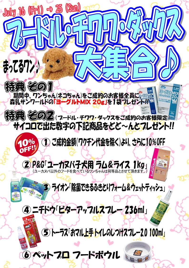 プードル・チワワ・ダックス大集合!_f0189122_1141711.jpg