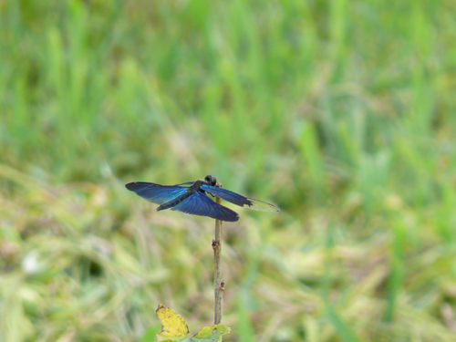 f0052323_2014245.jpg
