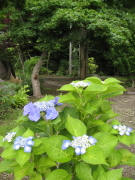 b0147224_1792795.jpg