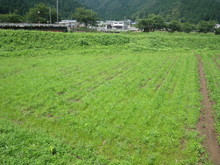 三つの小学校の子供達が大豆の土寄せをしました_e0061225_1650762.jpg