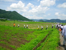 三つの小学校の子供達が大豆の土寄せをしました_e0061225_16563338.jpg