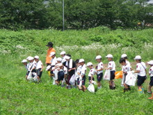 三つの小学校の子供達が大豆の土寄せをしました_e0061225_16564425.jpg