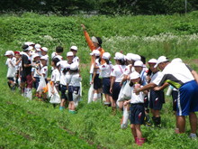 三つの小学校の子供達が大豆の土寄せをしました_e0061225_16583411.jpg