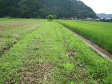 三つの小学校の子供達が大豆の土寄せをしました_e0061225_1712554.jpg