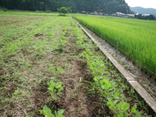 三つの小学校の子供達が大豆の土寄せをしました_e0061225_1713752.jpg