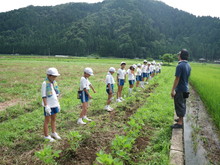 三つの小学校の子供達が大豆の土寄せをしました_e0061225_1724943.jpg