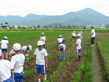 三つの小学校の子供達が大豆の土寄せをしました_e0061225_1772910.jpg