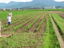 三つの小学校の子供達が大豆の土寄せをしました_e0061225_179341.jpg