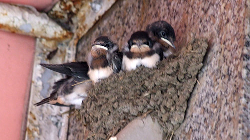 「箱根 直吉の湯葉丼」_a0000029_10312474.jpg