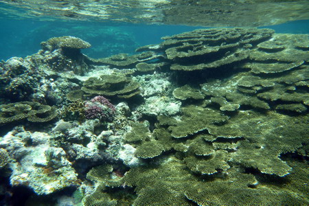 沖縄離島の旅（4日目）・・・多良間島　2010年6月26日_a0094730_22484571.jpg