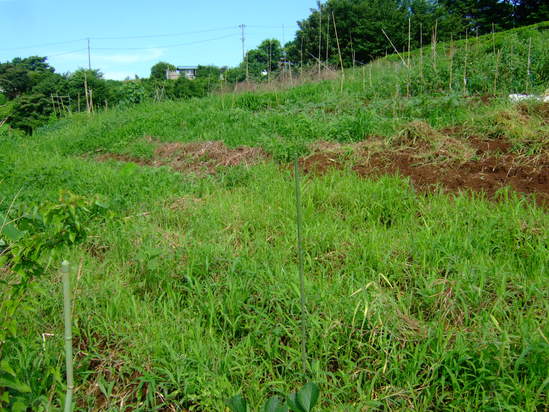 夏草が畑を覆いつくす....._b0137932_20344240.jpg