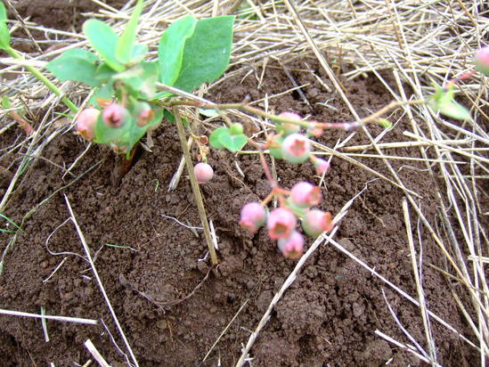夏草が畑を覆いつくす....._b0137932_20384213.jpg