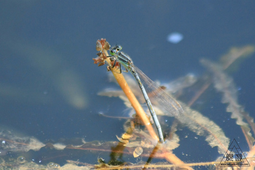 c0211532_133140.jpg