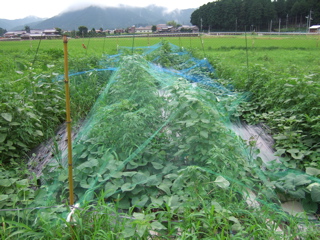 サトイモ、カボチャ周り草刈り／黒大豆のシカ害／サツマイモのツルを少し挿す／トマトサビダニ_a0086634_522781.jpg