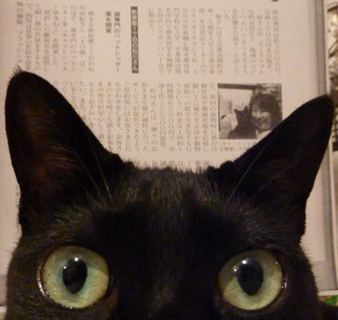 くまもと経済2010年7月号p214掲載猫 のぇる編。_a0143140_21405329.jpg