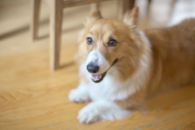 彼女♡（コーギー犬）。。＾＾；_e0102255_181931.jpg