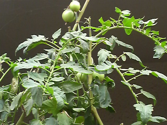 c0185356_19542893.jpg