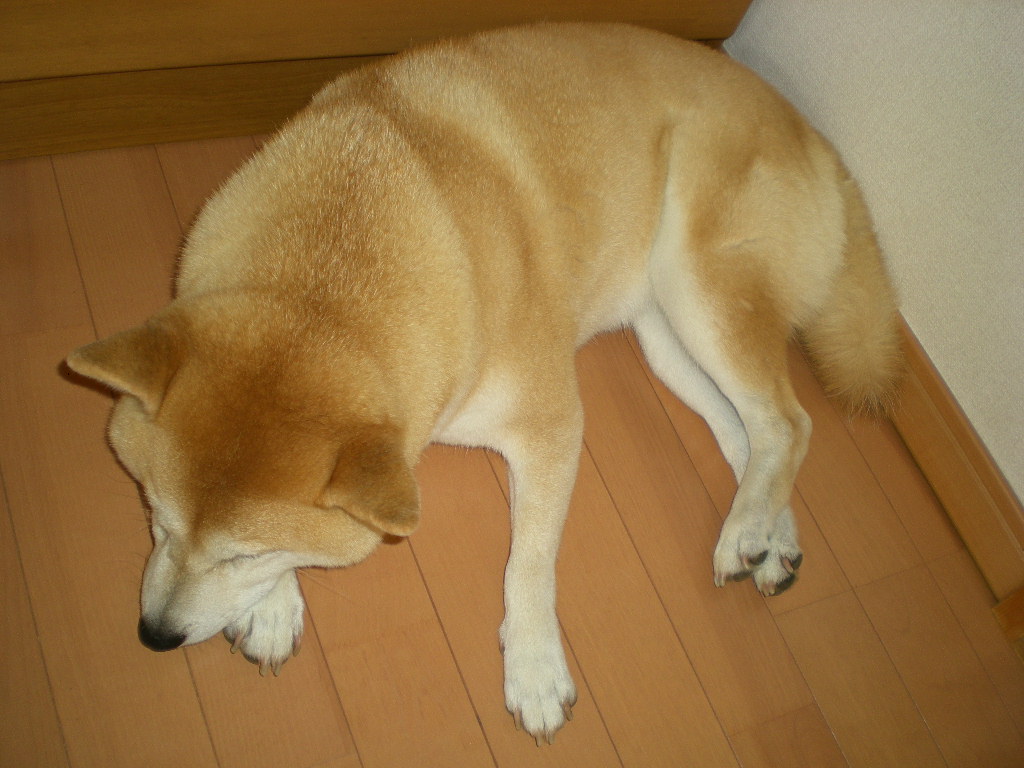 2010年7月16日(金)海開き間近の興津海岸!_f0060461_13562454.jpg
