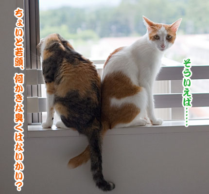 梅蔵組あやうし!_a0119470_0114257.jpg