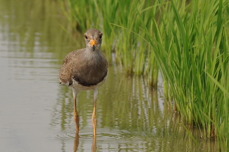 ケリ幼鳥_f0053272_1058295.jpg