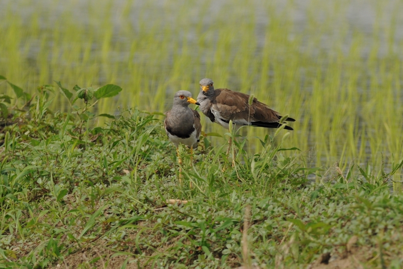 ケリ幼鳥_f0053272_1110025.jpg