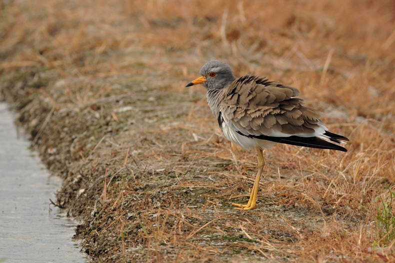 ケリ幼鳥_f0053272_1123795.jpg