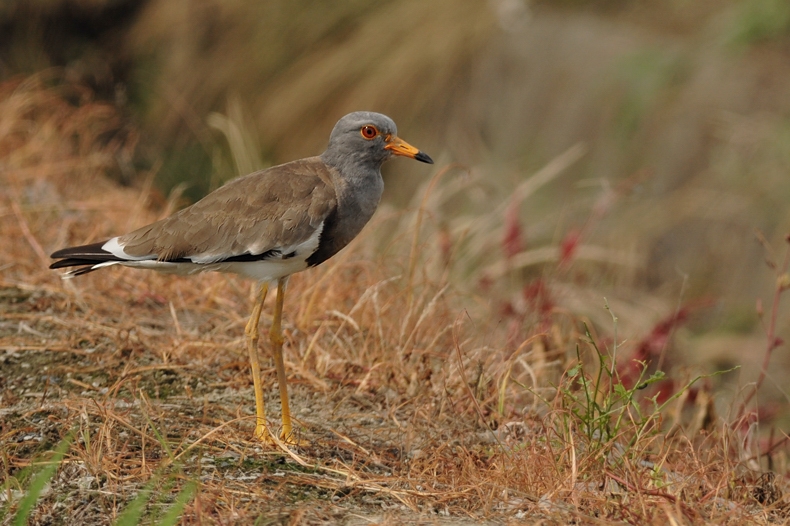 ケリ幼鳥_f0053272_11264866.jpg