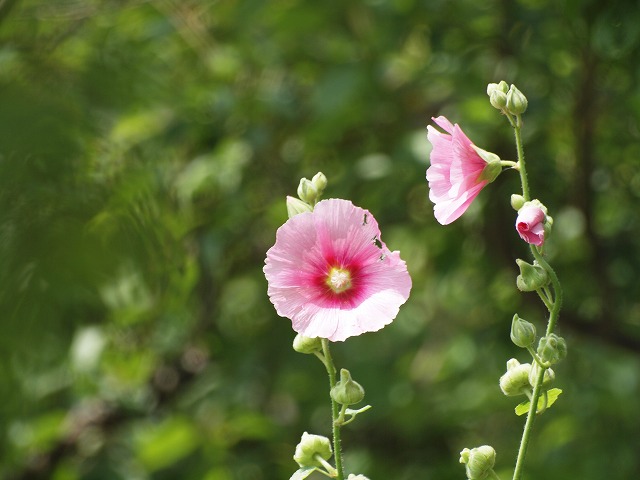 『花咲く里風景（美濃市にて）』_d0054276_19321013.jpg