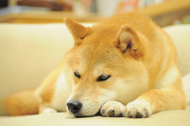 おやすみ、かぼちゃん!_a0126590_5383694.jpg