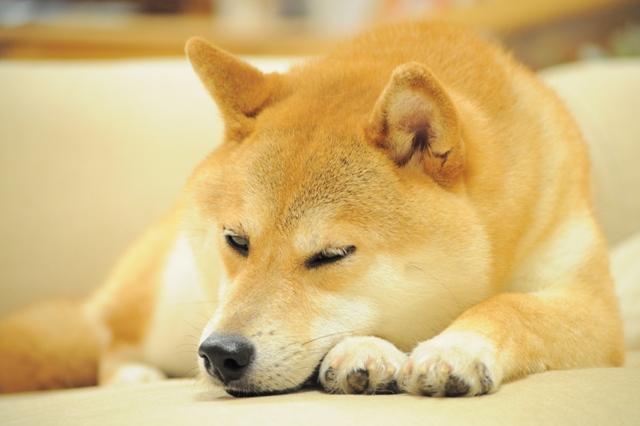 おやすみ、かぼちゃん!_a0126590_5385866.jpg