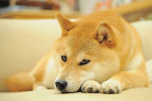 おやすみ、かぼちゃん!_a0126590_5393679.jpg