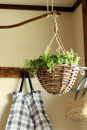 hanging basket / plants soil_c0118809_19164654.jpg