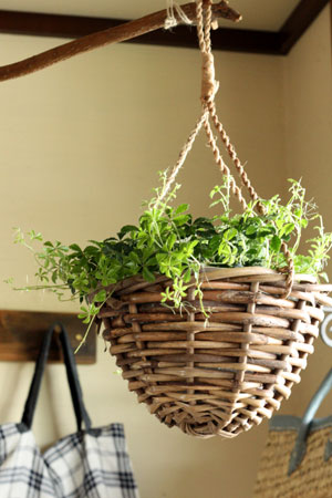 hanging basket / plants soil_c0118809_1917159.jpg