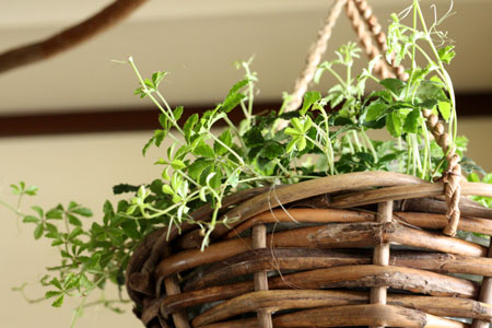 hanging basket / plants soil_c0118809_1917163.jpg