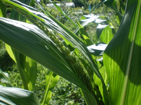 夏のマレ仕事24　鳥たちも野菜が好き？！_c0124619_6445873.jpg