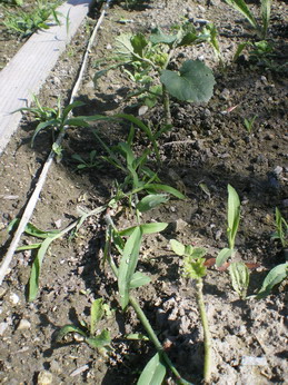 夏のマレ仕事24　鳥たちも野菜が好き？！_c0124619_6455458.jpg