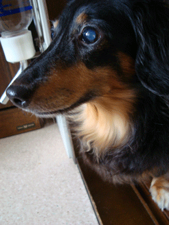 f0232522_2215515.gif