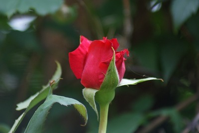 f0170524_1220236.jpg