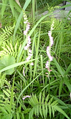 c0102727_850782.jpg