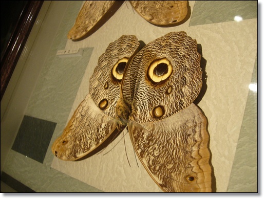 フクロウチョウ : Yamyam町一丁目