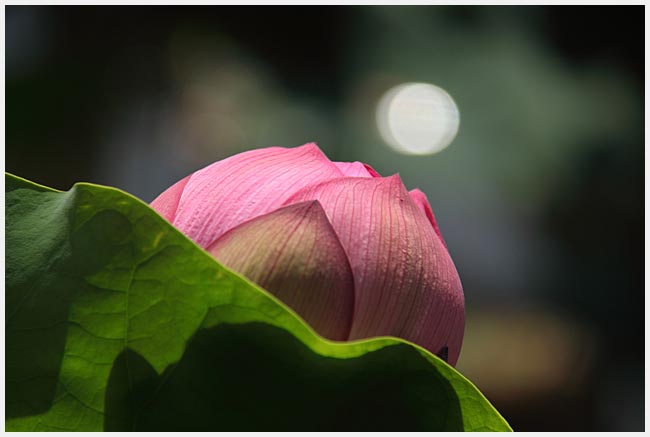 伊賀八幡宮（岡崎）のハス　その2_e0077631_1724589.jpg