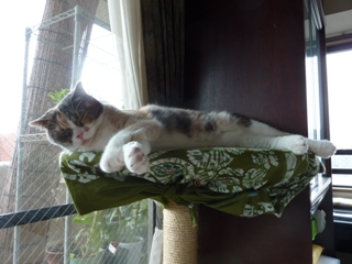 猫のお友だち マミちゃん編。_a0143140_20343689.jpg
