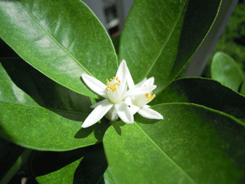a0087649_14294391.gif