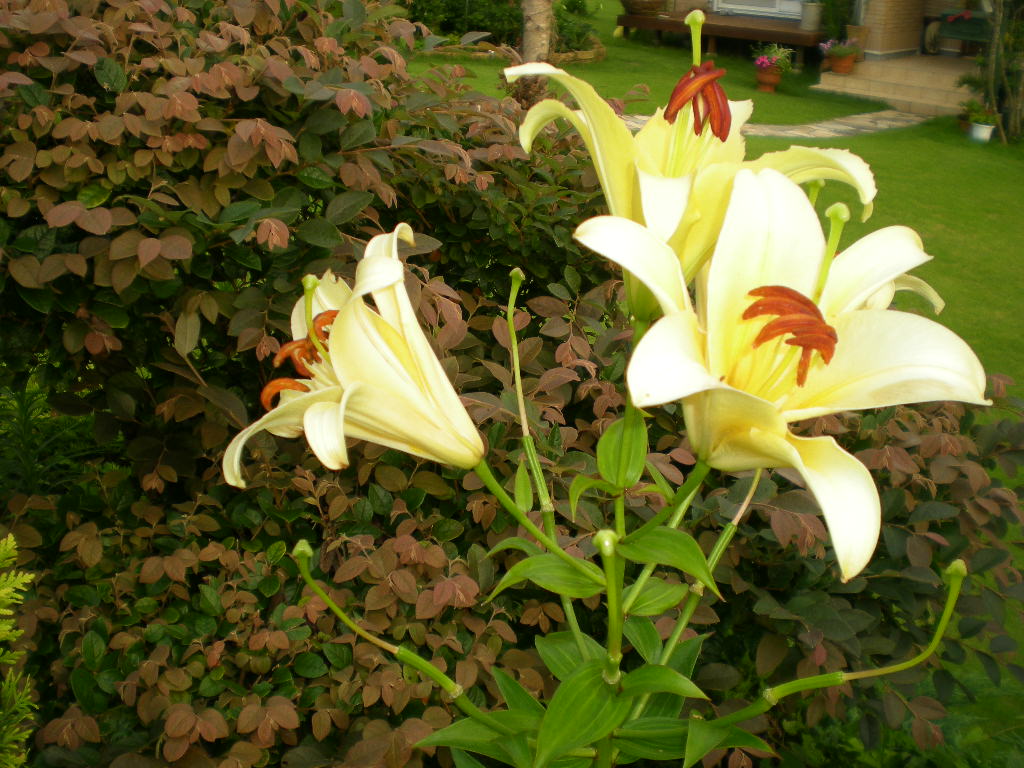 2010年7月17日(土)愛ちゃんと百合づくし!_f0060461_10351467.jpg
