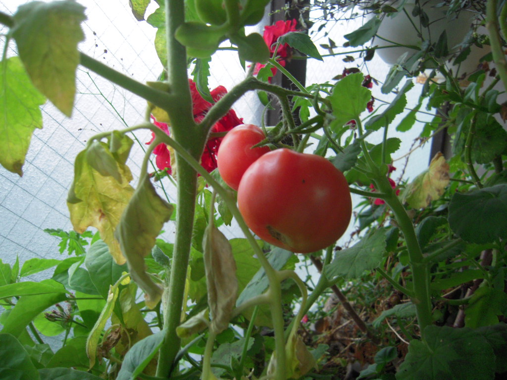 d0083265_1792895.jpg