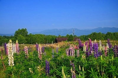 b0171771_1325670.jpg