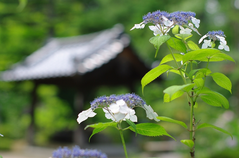 資福禅寺の紫陽花（そのⅣ/FA50で撮る）_f0012488_17345777.jpg