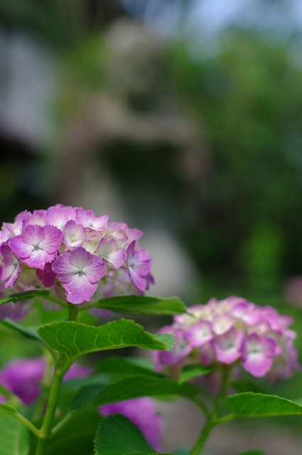 資福禅寺の紫陽花（そのⅣ/FA50で撮る）_f0012488_17363416.jpg