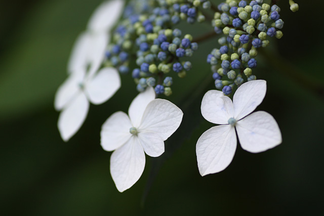 雨の季節に 2010-20_b0067789_1717577.jpg