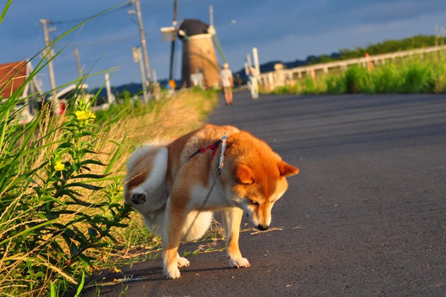 朝陽を浴びて、お散歩したよ!_a0126590_813496.jpg